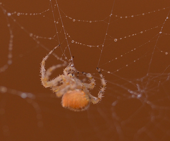 spider, cat face 4