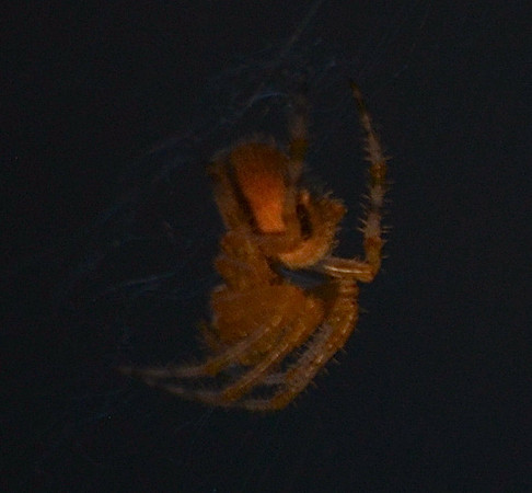 spider, cat face 6