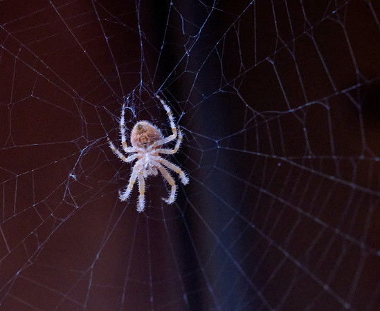 spider, cat face 5