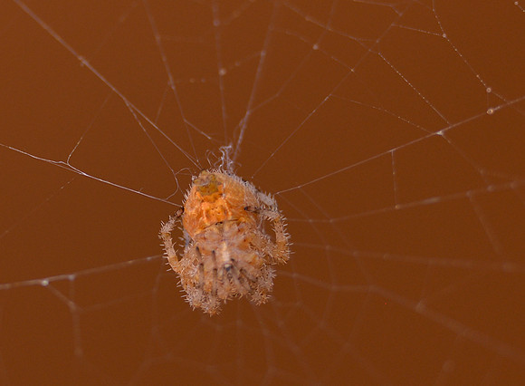 spider, cat face 1