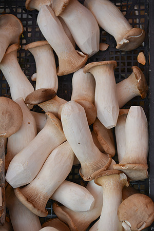 fungi/mushrooms, Farmers' Market, Nuremburg, Germany