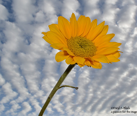 sky waves and sunflower 2