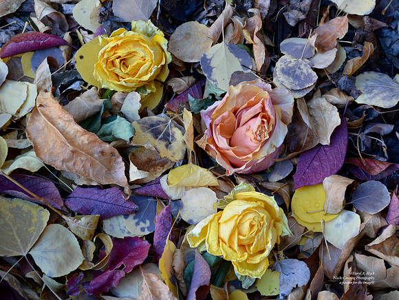roses and fall leaves