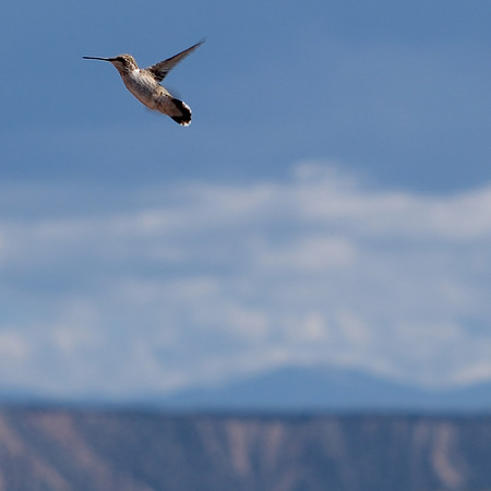 hummingbird in Medanales 2