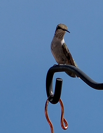 hummingbird in Medanales 3