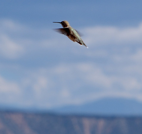 hummingbird in Medanales 1