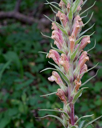 Flowers - Fern-leaf Lousewort 1 2025