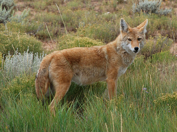 coyote (spring)