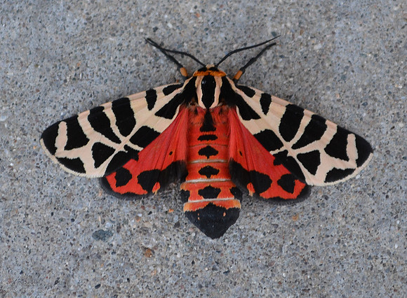 Moth