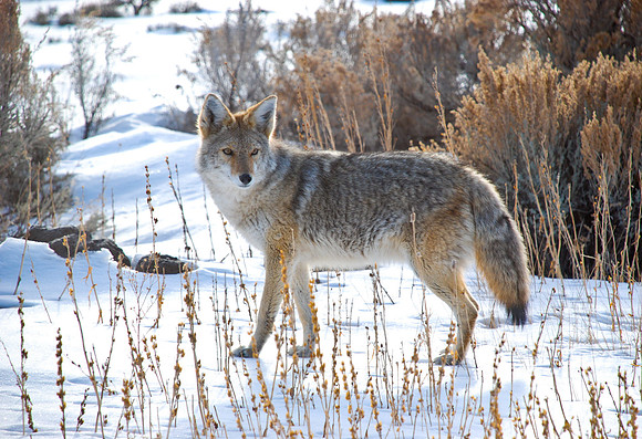 Coyote (Winter Lady)