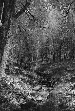 cottonwoods narrowleaf black and white scenic