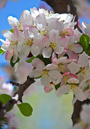 blossoms-3