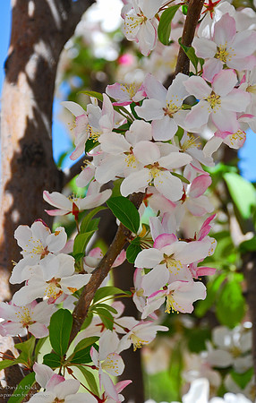 blossoms-2