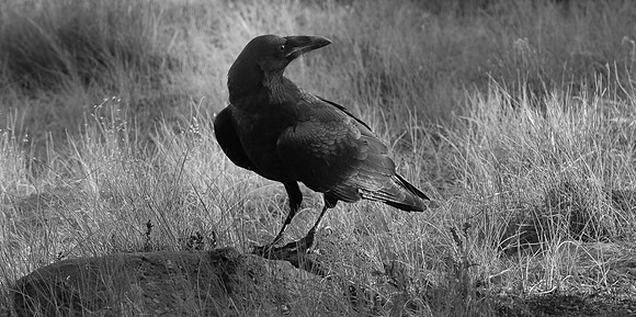 raven chick