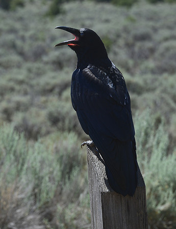 raven chick with open mouth