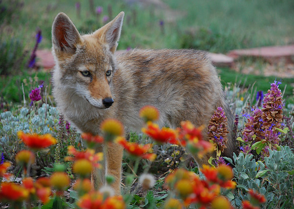 Coyote pup in flowers