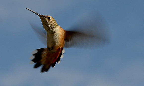 hummingbird (rufous) 2 2016