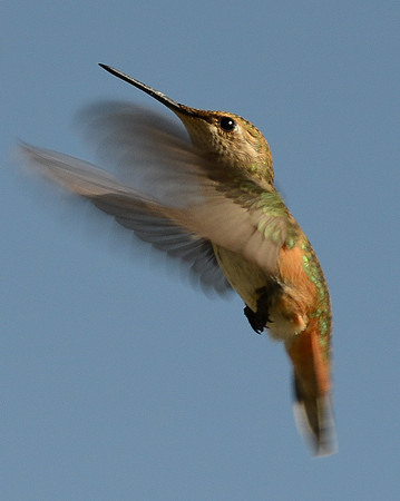 hummingbird (rufous) 8