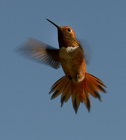 hummingbird (rufous) 6