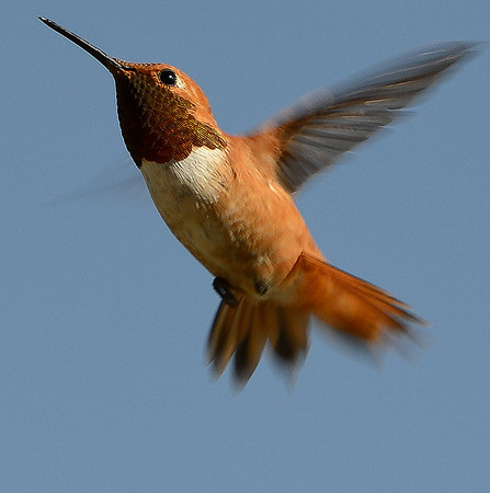 hummingbird (rufous) 5