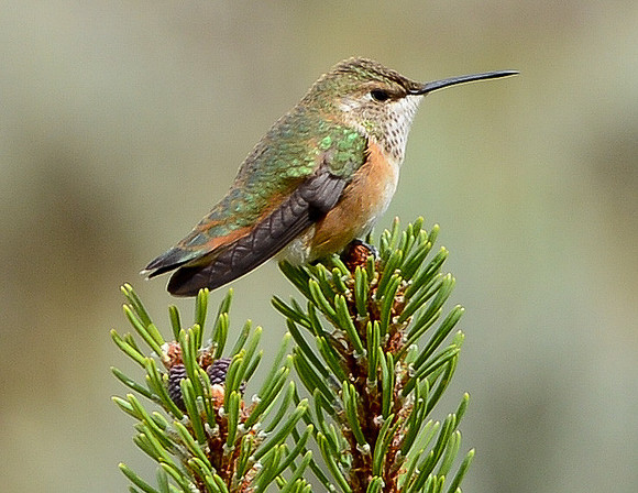 hummingbird (rufous) on mugo pine