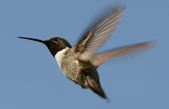 hummer black chinned