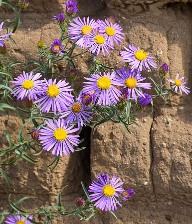 asters on adobe