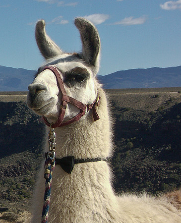 alpaca -furry creatures