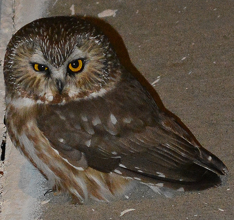 owl (northern saw whet)