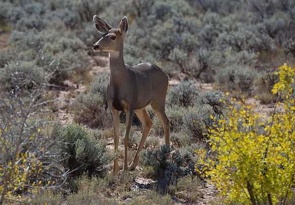 Nature- animals - mule deer by New Mexico privet