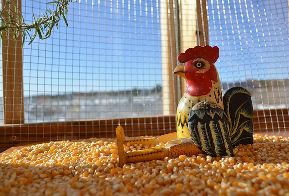 rooster set up 1