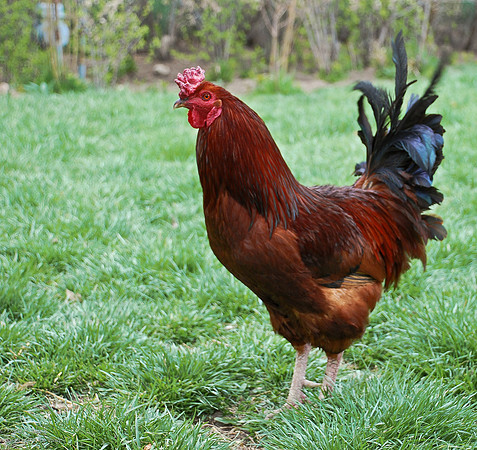 rooster - Big Daddy 2