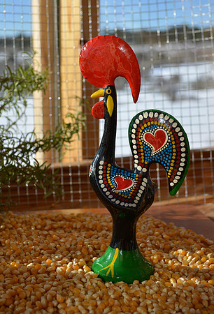 rooster setup 2
