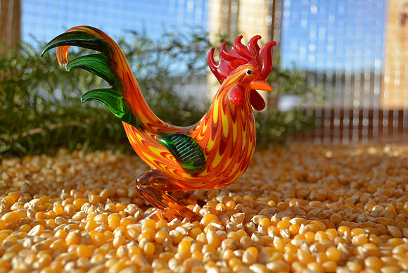 rooster setup 3