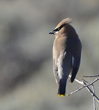 waxwing 2