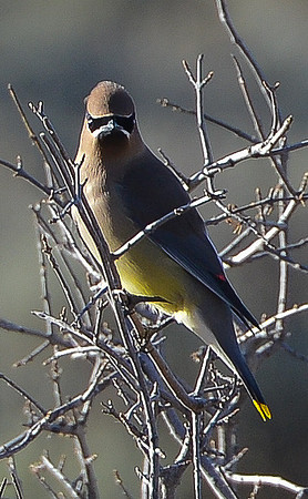 waxwing 3
