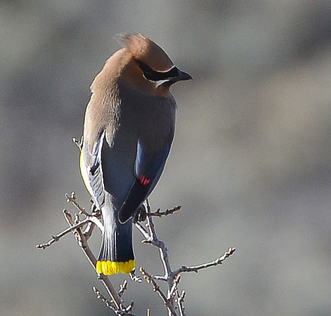 waxwing 5