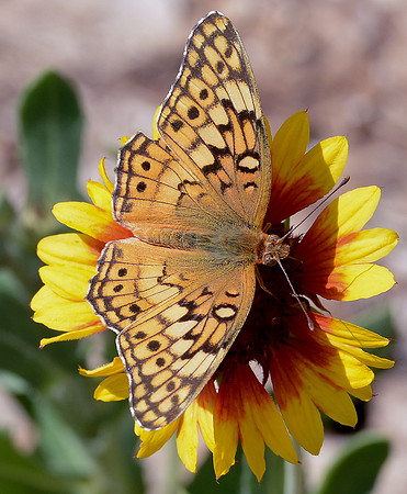 butterfly (variegated fritilliary 1)