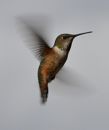 hummingbird (rufous - 2 - 2017)
