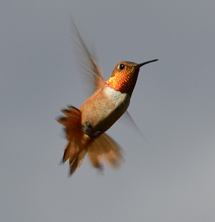 hummingbird (rufous - 4 - 2017)
