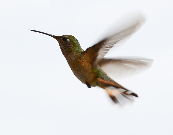 hummingbird second shoot 2017