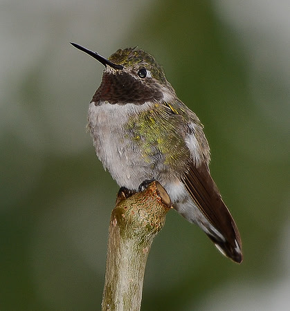 hummingbird in rain 1