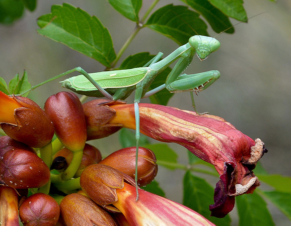 praying mantis 1