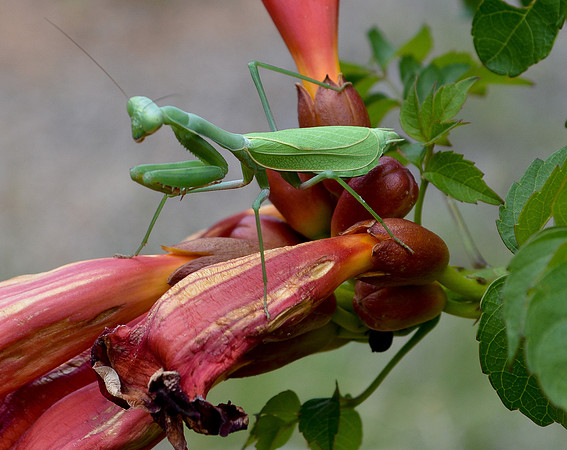 praying mantis 2