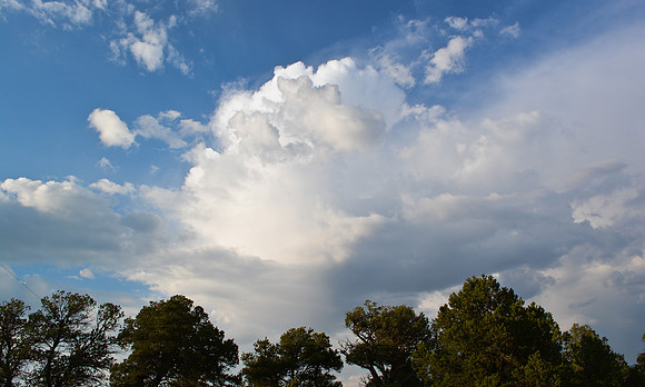 cloud study with pinon