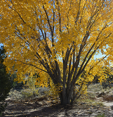 cottonwood study 2