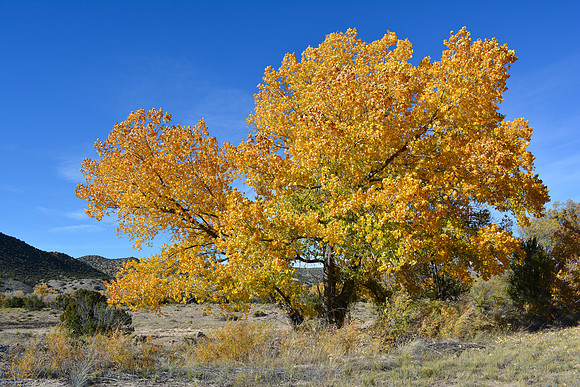 cottonwood study 3