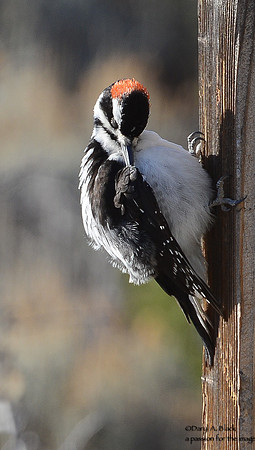 woodpecker (hairy)  1