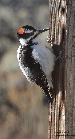 woodpecker (hairy) 3