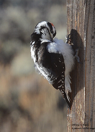 woodpecker (hairy) 2